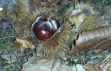 Appartamento La Volpe - Foto 22