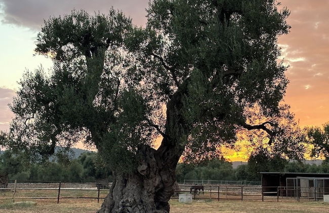 Masseria Salamina - Foto 57