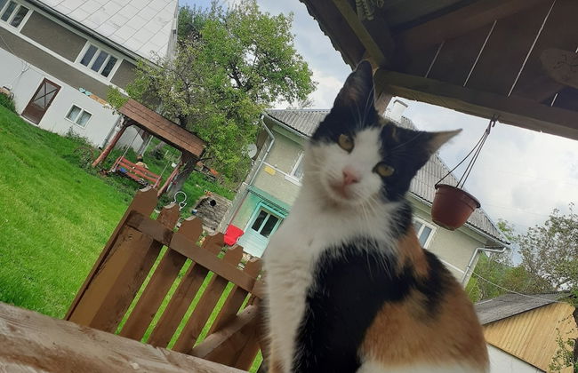 Rustic Wild Retreat IN Romania - Foto 32