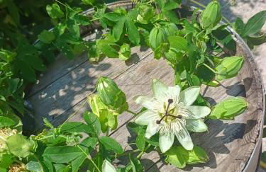 Amunì Guest House - Foto 21