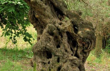 Menecrates Rustic - San Matteo - Photo 42