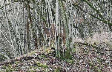 Ferienwohnung Maar-Idyll - Foto 27