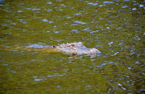 Serene Hideaway - Foto 44