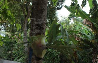 Casa Passarinhos - Foto 18