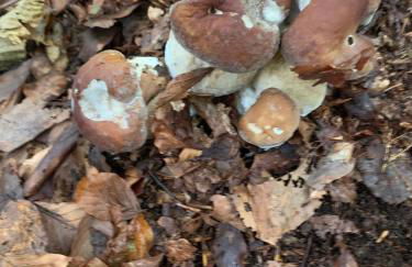 villa taro - Foto 37