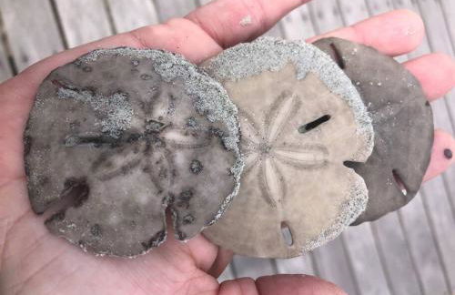 Mini Pearl, Private 2 BR - 1 block to BEACH! - Foto 26