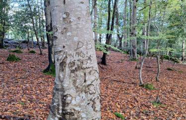 Ryan's Cottage - Photo 57