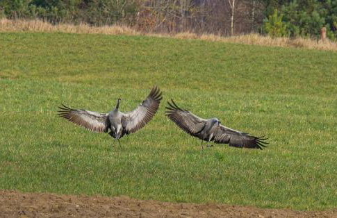 Siedlisko MiłoBrzózka - Photo 36