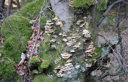 Vakantiehuis Ramsbeck - Foto 39