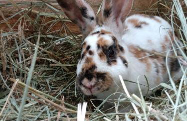 Agroturystyka Przy Wąwozie - Photo 27