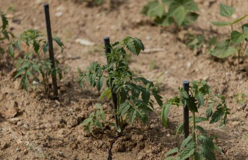 Family Little Paradise - Foto 28