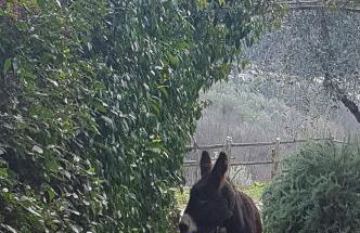 Agriturismo Il Pillone - Foto 26