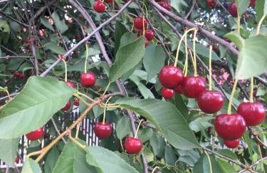 Apartament Pod Wiśnią - Foto 3