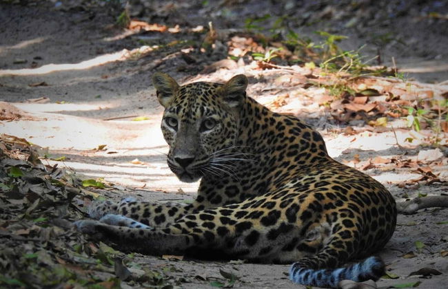 Wilpattu Tree House Hotel - Foto 60