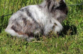 Zur Alten Schmiede mit Museum - Foto 38