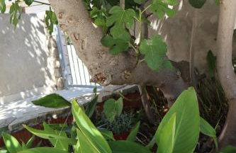 Fig Tree - Photo 66