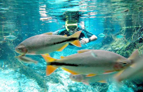 Chalé Container Nobres Asa Própria - Foto 17