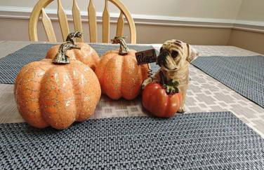 Workers Love It Here! 3 Bedroom House with screened in porch - Foto 14