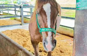 Flat Hotel Fazenda Monte Castelo Gravatá Bezerros - Foto 49