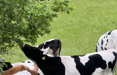 BergOase-Apart am Feldberg - Foto 45