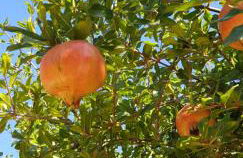 Finca Sa Cova de Mallorca - Foto 55