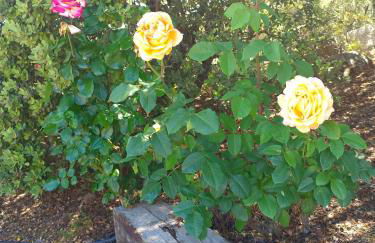 El encinar de Gabino - Foto 66