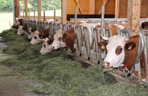 Ferienbauernhof-Holops - Foto 14