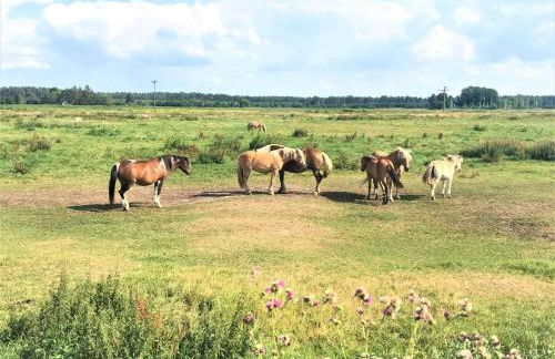 Pommernhof am Stettiner Haff - Foto 6