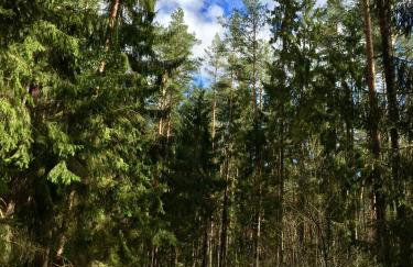 Sosnowy Zakatek - Foto 45