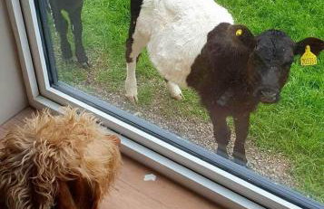 Ingleside Cottage - North Yorkshire Moors - Photo 4