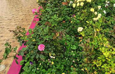 Rose house - Foto 20