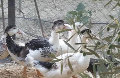 Casa Rural Cortijos San Jose - Foto 69