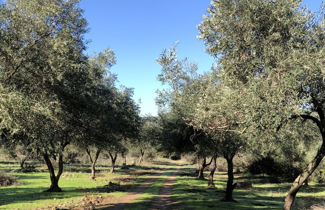 Moulin de l'Ostriconi - Foto 49
