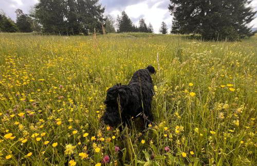 HAUS AM SEE - Natur Pur - Foto 27