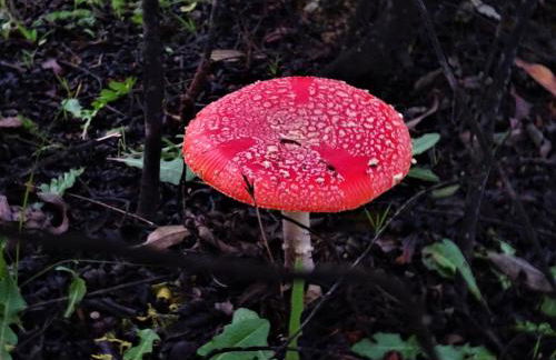 Monte do Alento - Castro da Cola - Foto 59