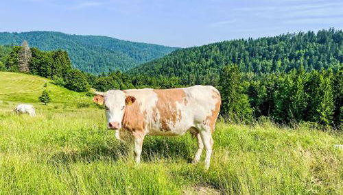 Apartment Tannenblick by Interhome - Foto 2