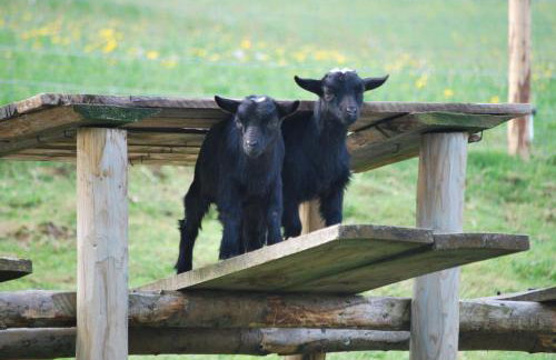 Ferienwohnung zur Schauinslandbahn - Foto 24