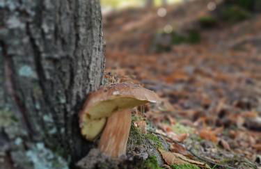 EL BALCÓN PANORÁMICO DE GREDOS - Foto 62