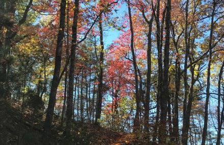 The Deer Run - Foto 20