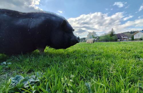 Hüttenwiesenhof Ketterer - Photo 20