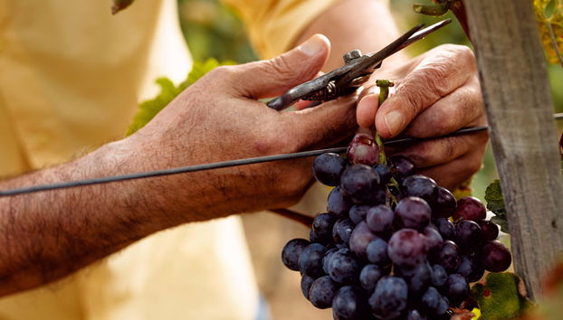 Tour del vino di Bay of Islands