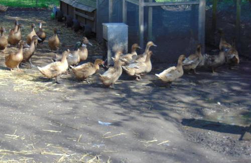 Uphill Manor - Foto 40