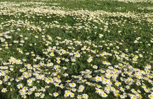 Monte das Texugueiras - Foto 56