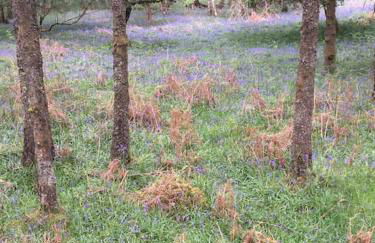 Pinetree Cottage, dog friendly, Holiday let, Callander Invertrossachs - Foto 35