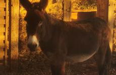 Gîte dans ancien corps de ferme à 5mn de Pompadour - Foto 53