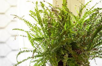 Wohnen im Carl Maria von Weber Geburtshaus - Foto 15