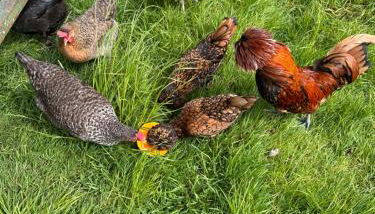 Sticklinch Farm Cottage Near Glastonbury town & walking distance for festival 4 beds sleeps 5 - Foto 5