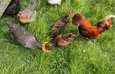 Sticklinch Farm Cottage Near Glastonbury town & walking distance for festival 4 beds sleeps 5 - Photo 5