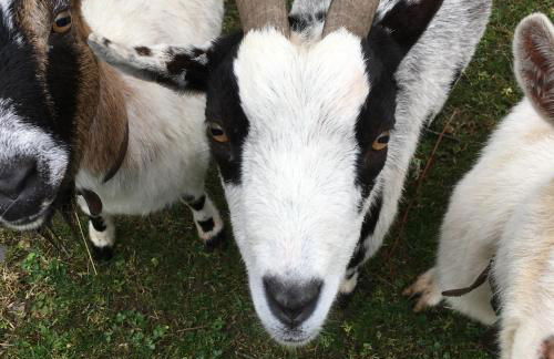 Gîtes et yourte le Tucaou avec bains nordiques - Foto 10
