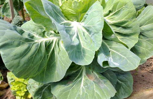 CRALS - Casa da Guilheta - Foto 67